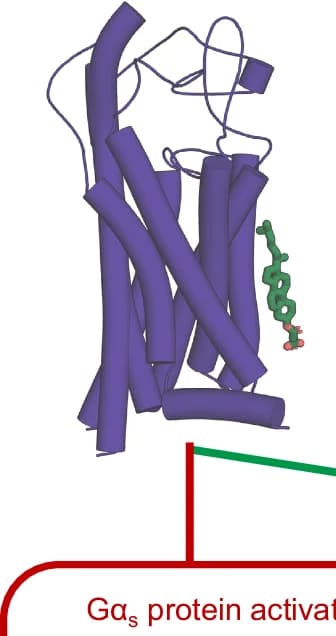 Open access visualization of Protein Structure, Workflow, FZD7 Monomer, Cholesterol Binding Site