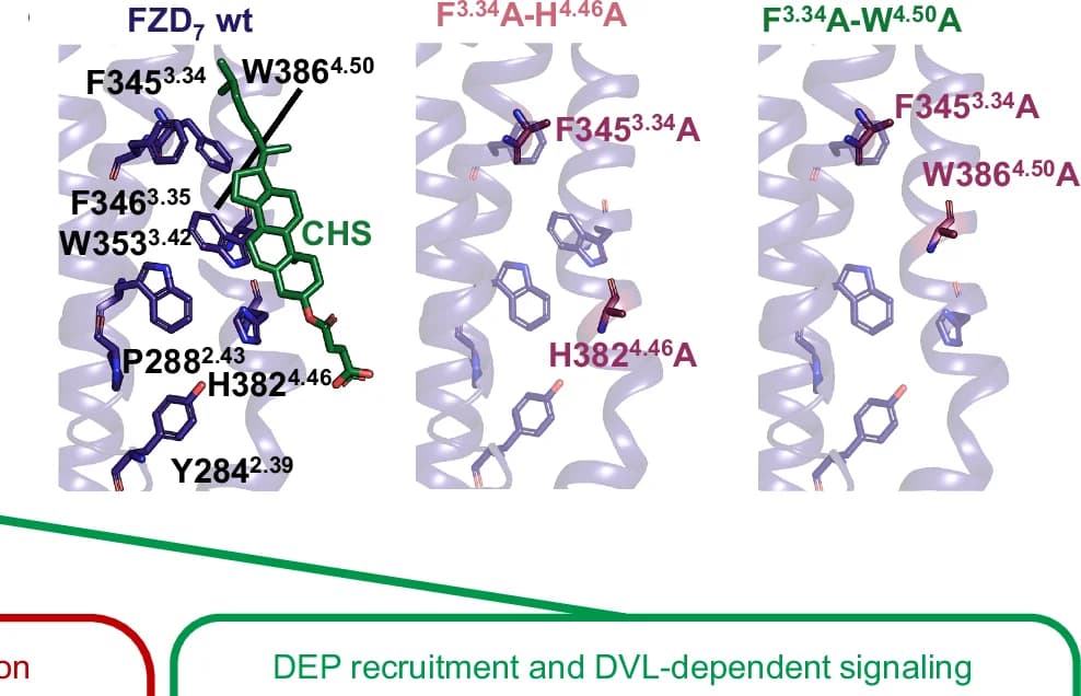 Open access visualization of Protein Structure, Chemical Structure, Cholesterol Binding Site, Residue Mutation, Functional Studies