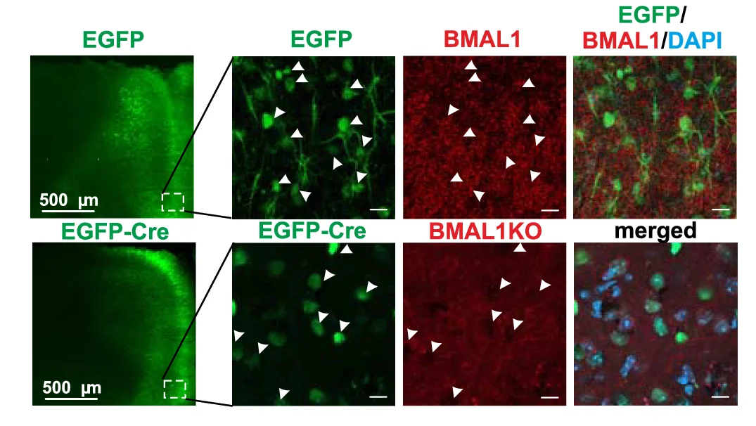 Open access visualization of Microscopy, Representative Images, Viral EGFP, EGFP-Cre Expression, mPFC