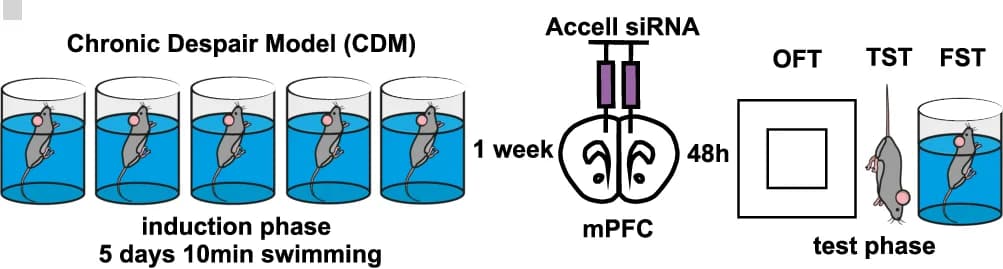 Open access visualization of Workflow, Flowchart, Illustration, Experimental Design, siRNA