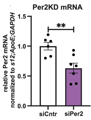 Open access visualization of Bar Plot, Error Bars, mRNA Expression, Per2, mPFC