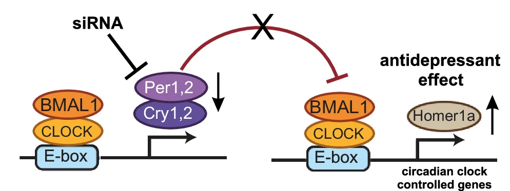 Open access visualization of Workflow, Flowchart, Per2 Knockdown, mPFC, Homer1a Expression