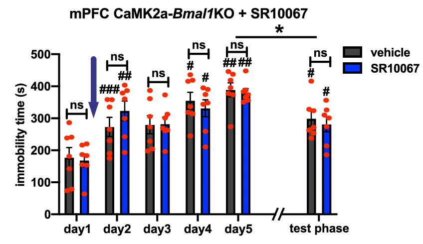 Open access visualization of Clustered, Error Bars, Scatter Plot, Immobility Time, mPFC CaMK2a-Bmal1 KO Mice