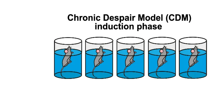 Open access visualization of Illustration, Experimental Design, WT Mice, CDM Protocol, ECoG