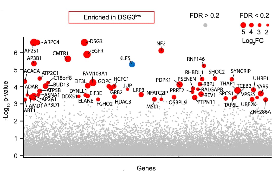 Open access visualization of Volcano Plot, Scatter Plot, Bubble Plot, Scatterblot, Genes