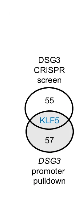 Open access visualization of Venn Diagram, Positive Regulators, CRISPR/Cas9, sgRNA library, Proteins