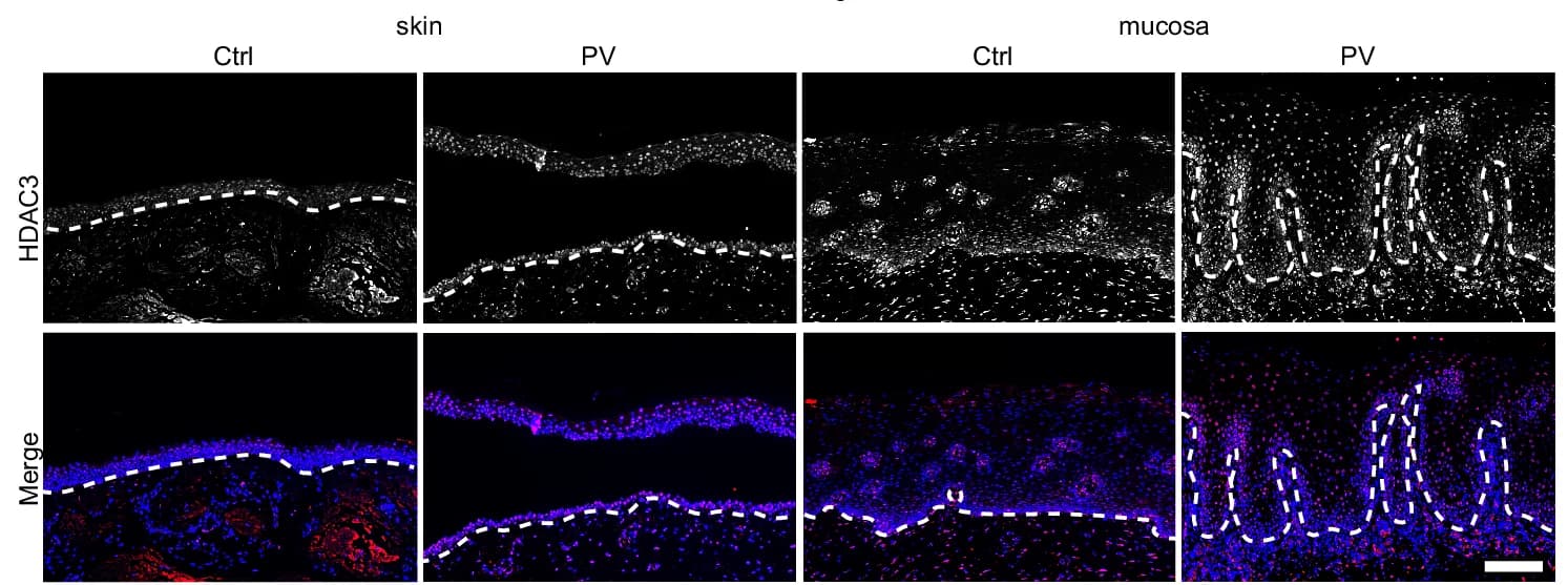 Open access visualization of Microscopy, Immunofluorescence Staining, Skin Sections, Mucosa Sections, Healthy Controls