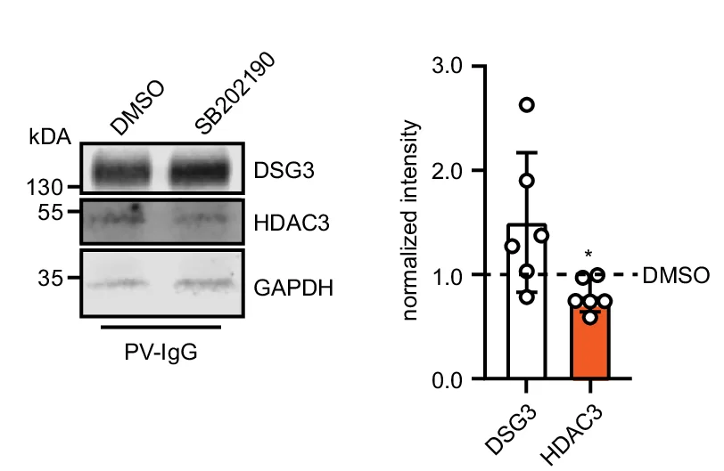 Open access visualization of Bar Plot, Error Bars, Gel, Western Blot, HaCaT Cell Lysates
