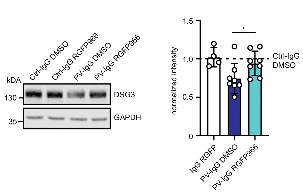 Open access visualization of Bar Plot, Error Bars, Gel, Western Blot Analysis, HaCaT Cell Lysates