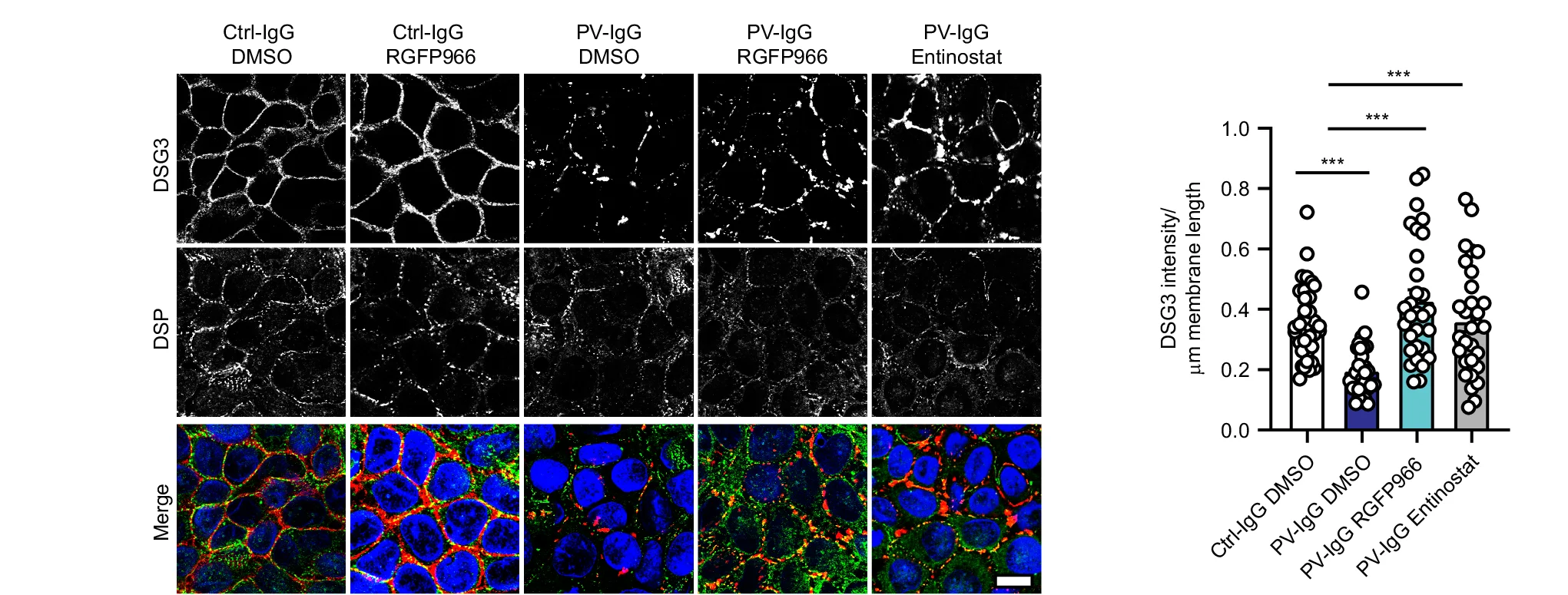 Open access visualization of Microscopy, Bar Plot, Scatter Plot, Immunofluorescence Staining, HaCaT Cells