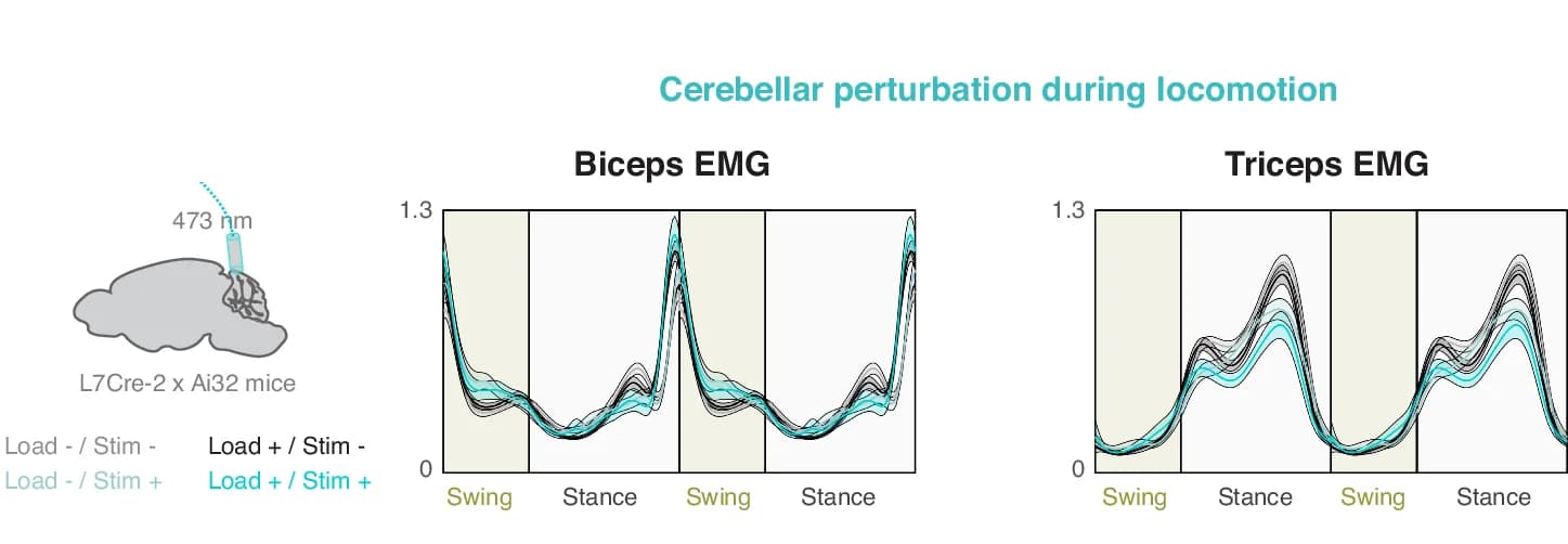 Open access visualization of Line Plot, Line, Illustration, Load, Cerebellar Perturbation