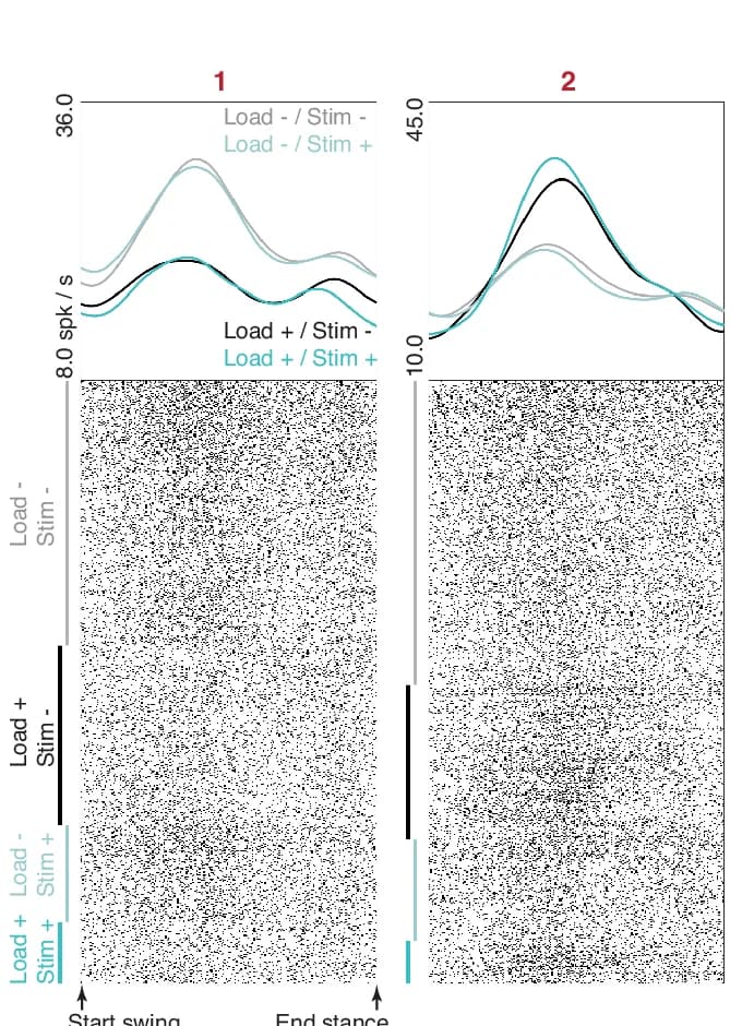 Open access visualization of Line Plot, Scatter Plot, Firing Rates, Spike Rasters, Motor Cortical Neurons