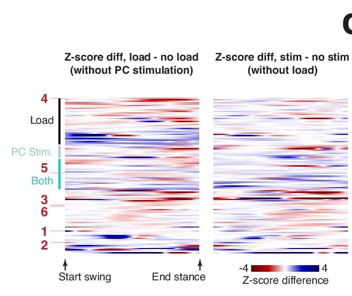Open access visualization of Heatmap, Load, Cerebellar Perturbation, Motor Units, Firing Rate