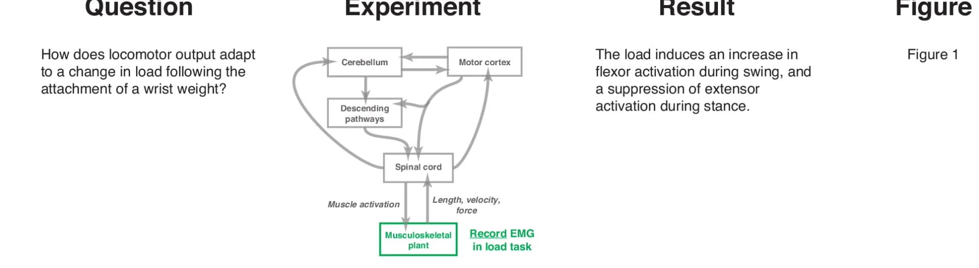 Open access visualization of Workflow, Flowchart, EMG, Muscle Activity, Inertial Load