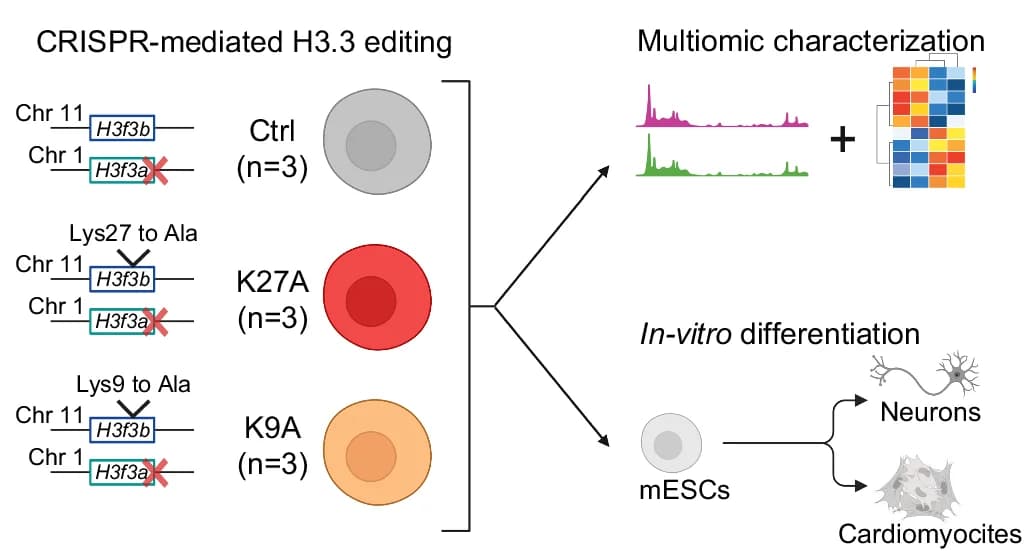 Open access visualization of Workflow, Line Plot, Heatmap, mESCs, Genotype