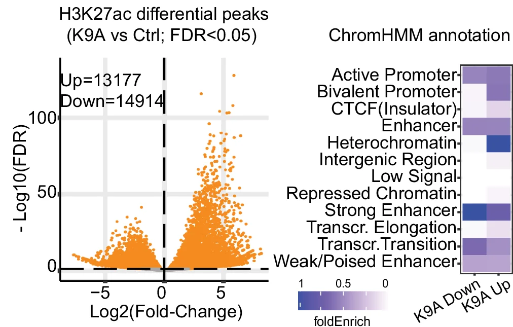 Open access visualization of Volcano Plot, Heatmap, STRING Network Analysis, Chromatin, Transcription Factors