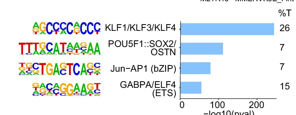 Open access visualization of Bar Plot, TF Motifs, dREG Enhancers, Homer