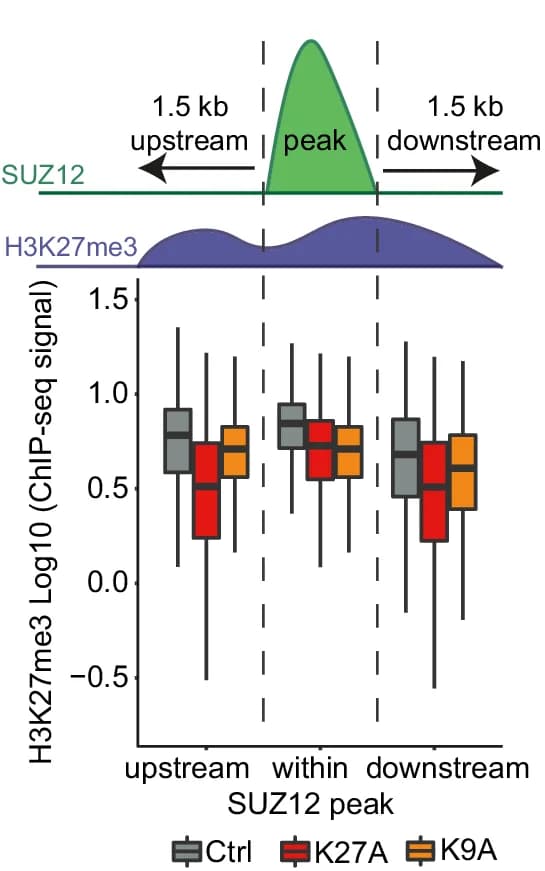 Open access visualization of Box Plot, Line Plot, Density Plot, H3K27me3, SUZ12 Peaks