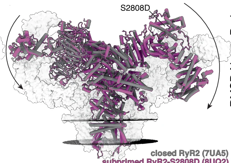 Open access visualization of Protein Structure, RyR2, Closed State, Subprimed State, Cytoplasmic Shell