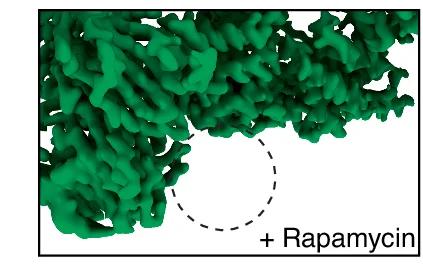 Open access visualization of Protein Structure, cryo-EM, Casltabin-2, RyR2, Rapamycin