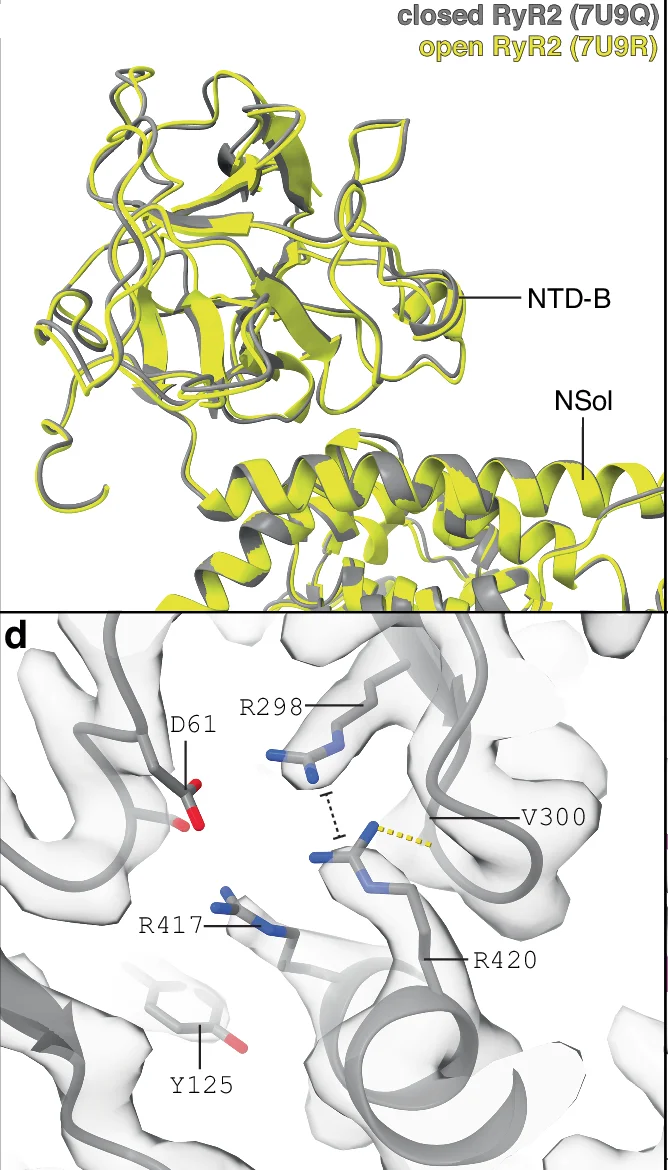 Open access visualization of Protein Structure, NTD-B Domain, PKA-Phosphorylated RyR2, Closed Conformation, Open Conformation