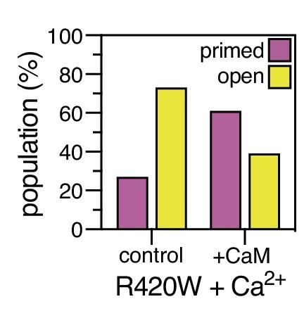 Open access visualization of Clustered, Bar Plot, Cryo-EM, Particle Population, PKA-phosphorylated RyR2-R420W