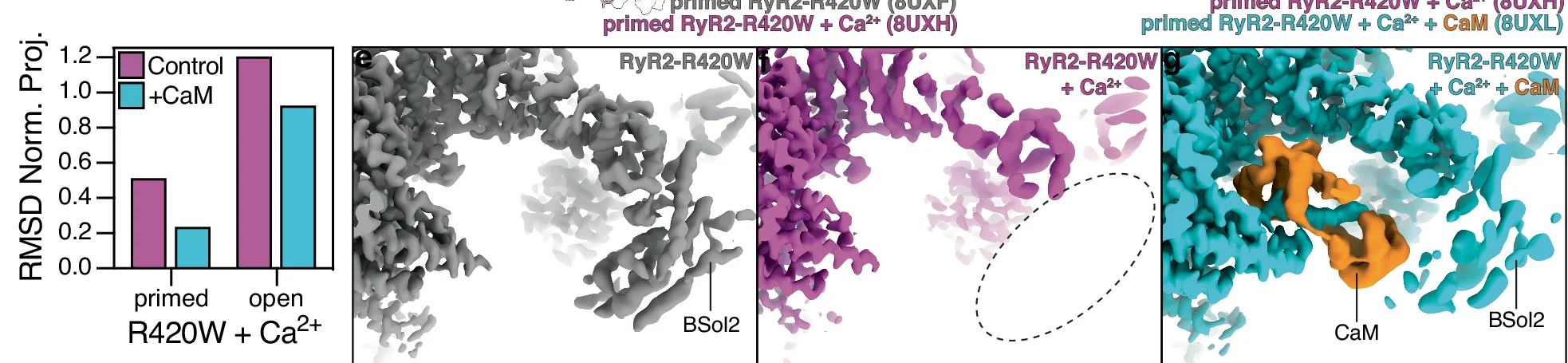 Open access visualization of Bar Plot, 3D Plot, Protein Structure, RMSD, RyR2-R420W