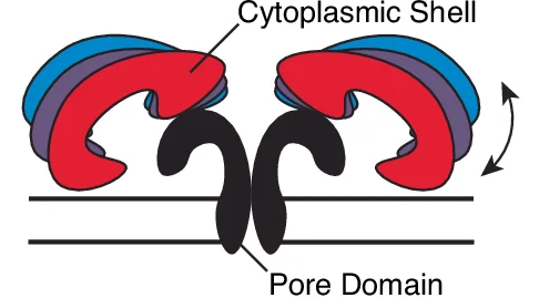 Open access visualization of Illustration, Cytoplasmic Shell, Conformational Space