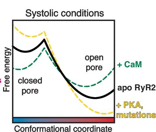 Open access visualization of Line Plot, Energy Landscape, Cytoplasmic Shell, Conformational Space, Systole