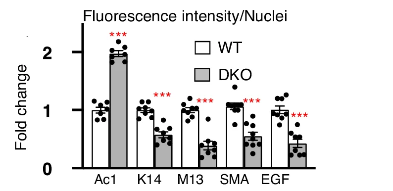 Open access visualization of Bar Plot, Error Bars, Clustered, Staining Quantification, SMGs