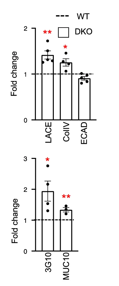 Open access visualization of Bar Plot, Error Bars, Protein Fluorescence Intensity, Total Nuclei, Fold Change