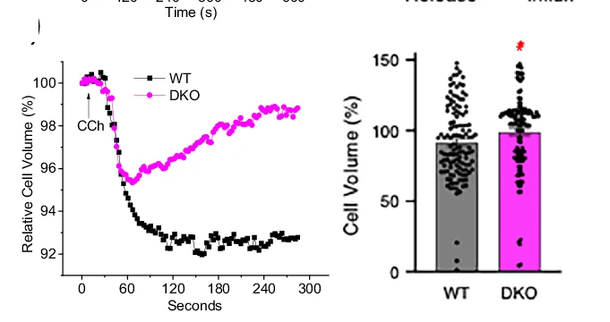 Open access visualization of Line Plot, Bar Plot, CCh-regulated Volume Decrease, RVD, Calcein Dye
