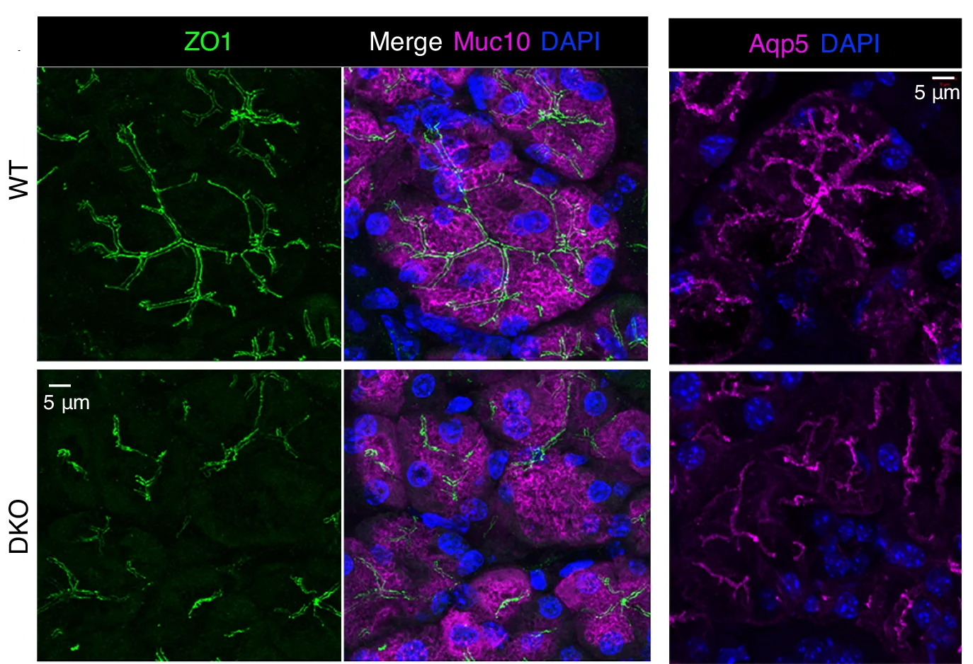 Open access visualization of Microscopy, Immunostaining, Polarity Marker, ZO1, Mucin10