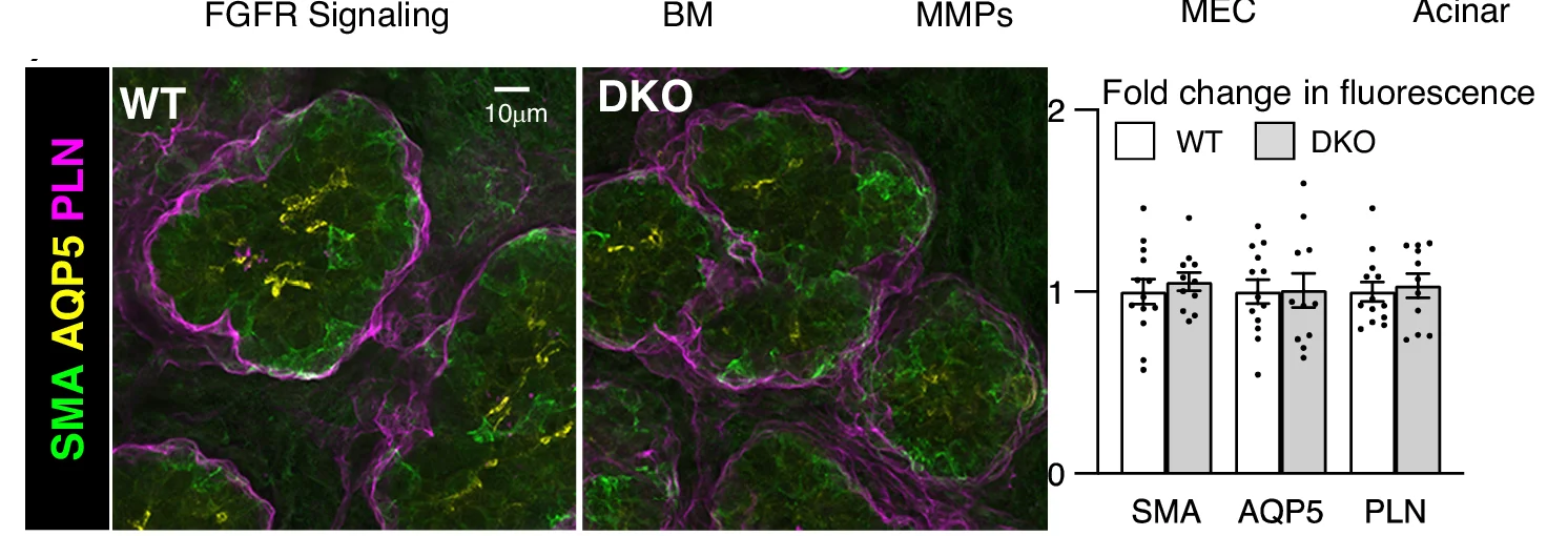 Open access visualization of Microscopy, Bar Plot, Error Bars, Immunostaining, SMA