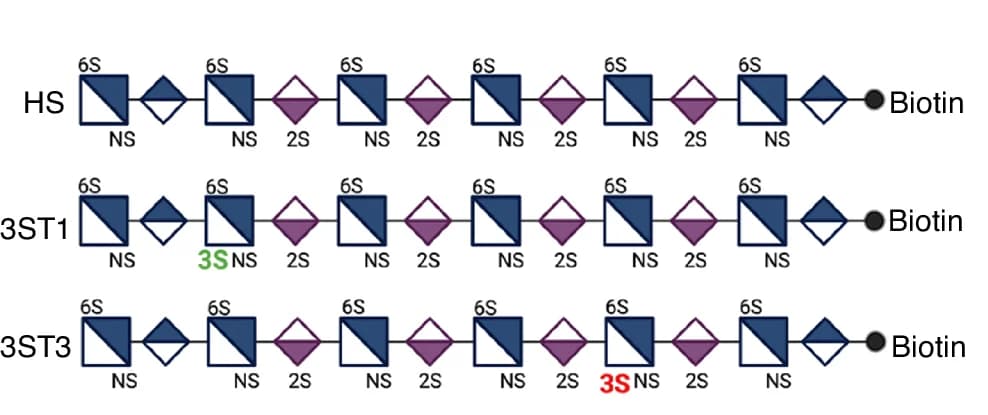 Open access visualization of Illustration, Workflow, Chemical Structure, 12mer HS, Biotin Tag