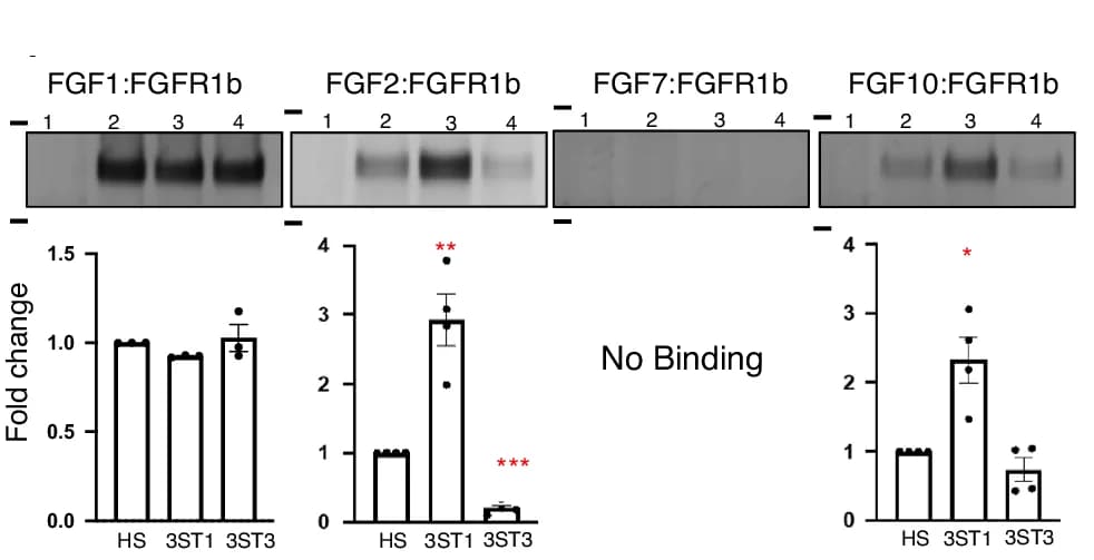 Open access visualization of Bar Plot, Error Bars, Gel, Pulldown Assays, 12mer HS