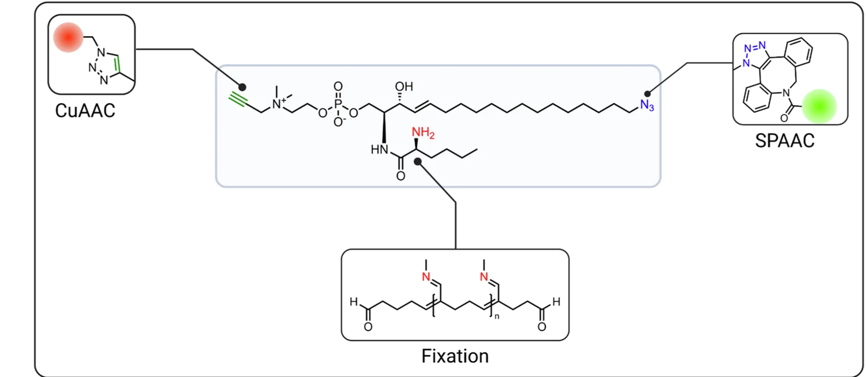 Open access visualization of Chemical Structure, Sphingomyelin Derivative, FRET, Expansion Microscopy, Glutaraldehyde Fixation