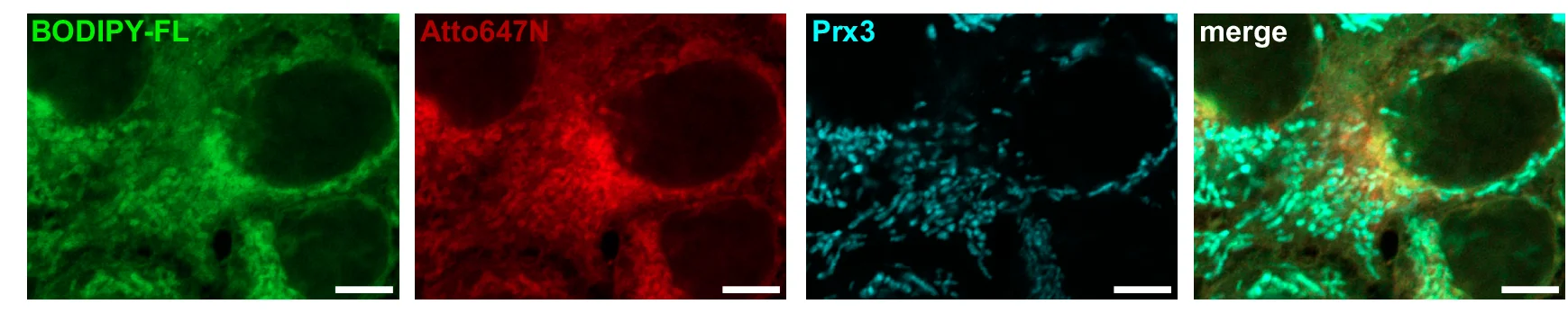 Open access visualization of Microscopy, TFSMs, Golgi, Mitochondria, HeLa Cells