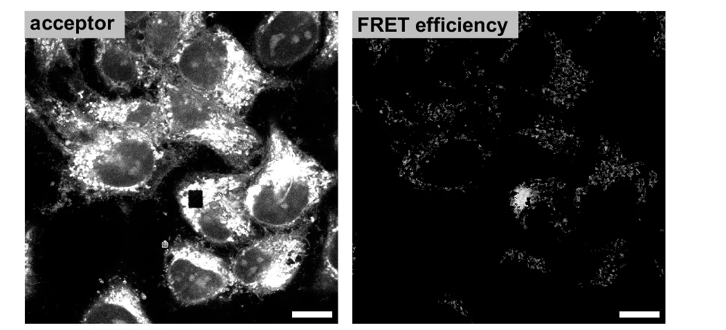 Open access visualization of Microscopy, FRET, Expanded Samples, HeLa Cells, TFSM