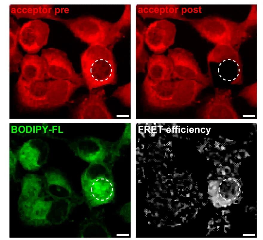 Open access visualization of Microscopy, Chlamydial Inclusions, Host Cell Membranes, FRET, Acceptor Bleaching