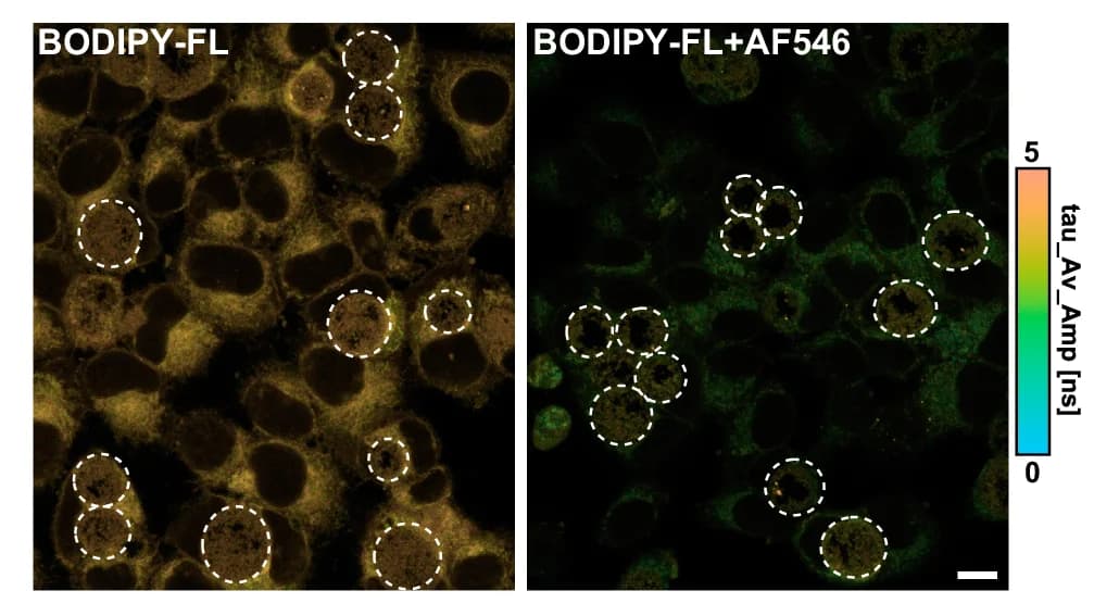 Open access visualization of Microscopy, Fluorescence Lifetime Imaging Microscopy, FLIM, HeLa Cells, Confocal Imaging