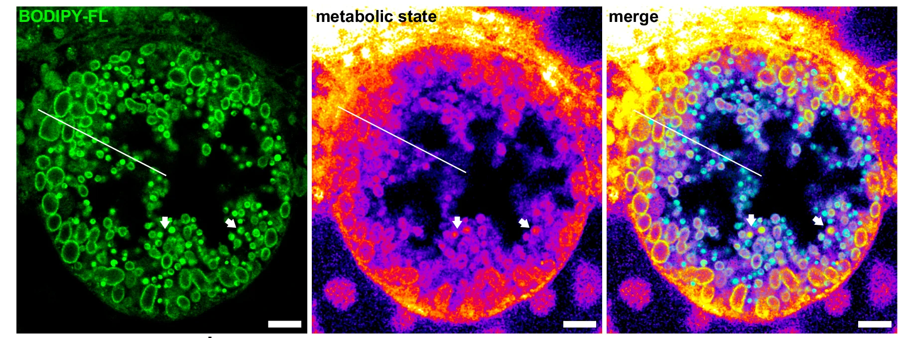 Open access visualization of Microscopy, Inclusions, TFSM, FRET, BODIPY-FL