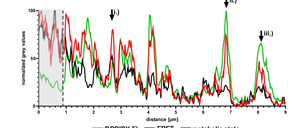 Open access visualization of Line Plot, Sphingolipid, EBs, RBs, Intensity Profile