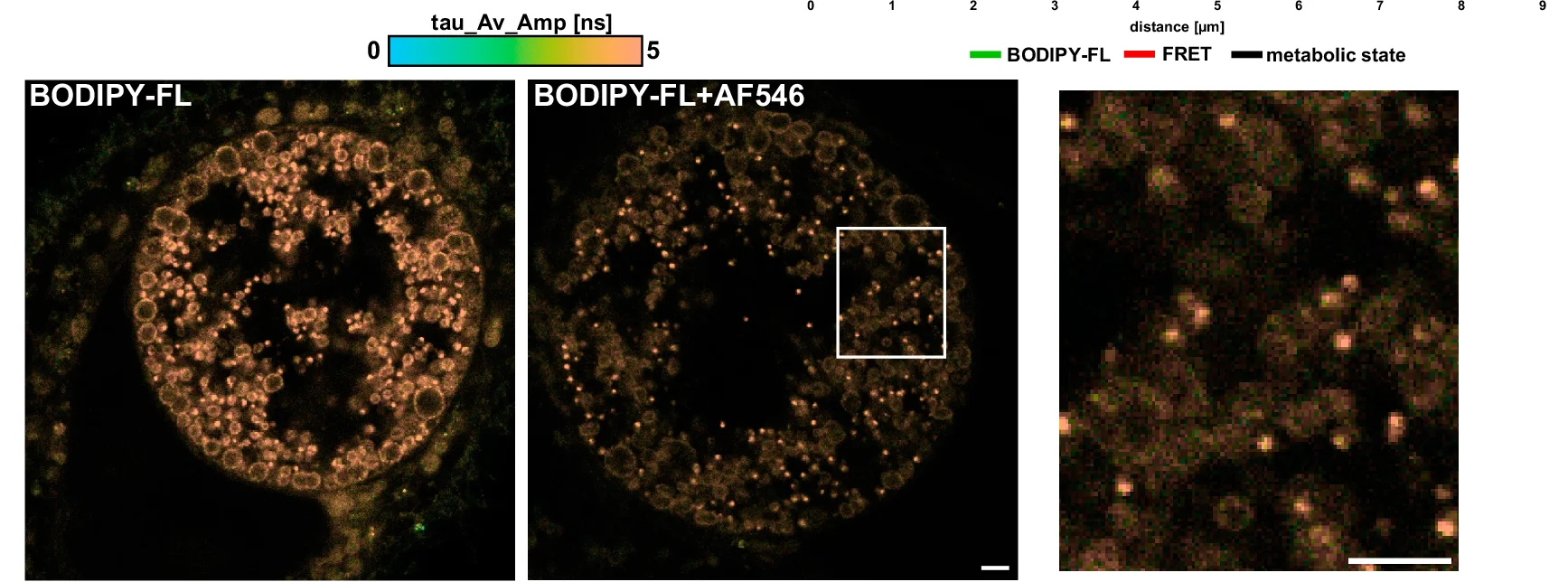 Open access visualization of Microscopy, TFSM, EBs, FLIM, Chlamydial Inclusion