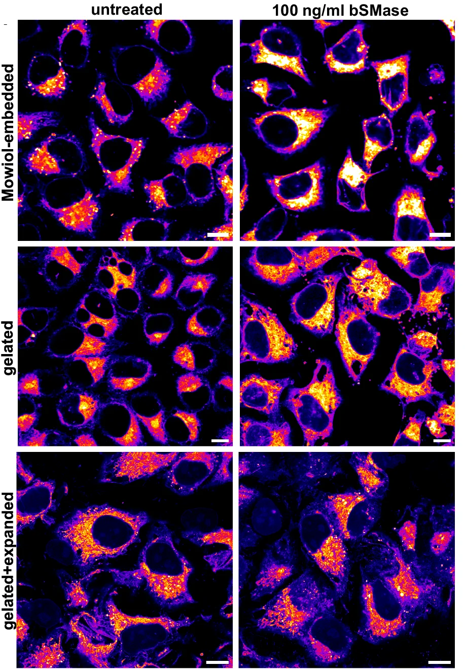 Open access visualization of Microscopy, bSMase, Fluorophores, TFSM 1, Mowiol