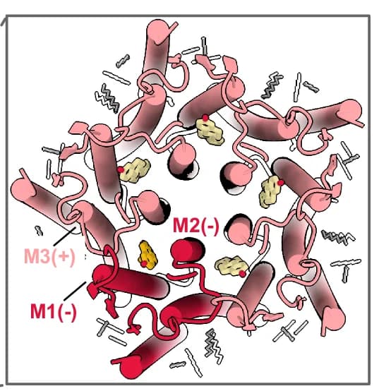 Open access visualization of Protein Structure, Chemical Structure, TMD, Rho1-EM, E2