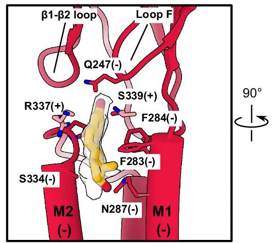 Open access visualization of Protein Structure, E2 Binding Site, Membrane Plane, Rho1-EM Subunit, Residues
