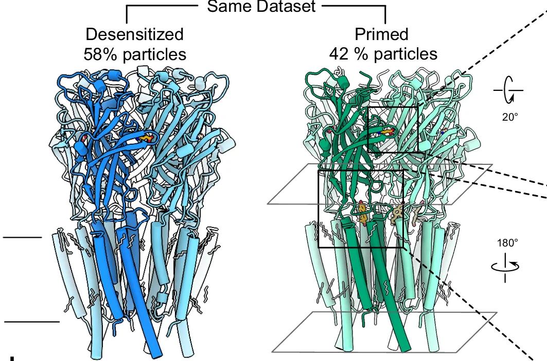 Open access visualization of Protein Structure, Cryo-EM Structures, GABA, E2, Membrane Plane