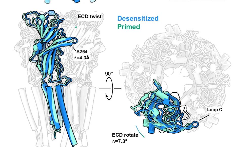 Open access visualization of Protein Structure, Superimposed Structures, Desensitized State, Primed State, Membrane Plane