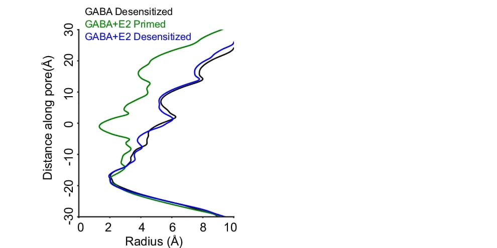Open access visualization of Line Plot, Pore-Radius Profiles, GABA, E2, Primed State
